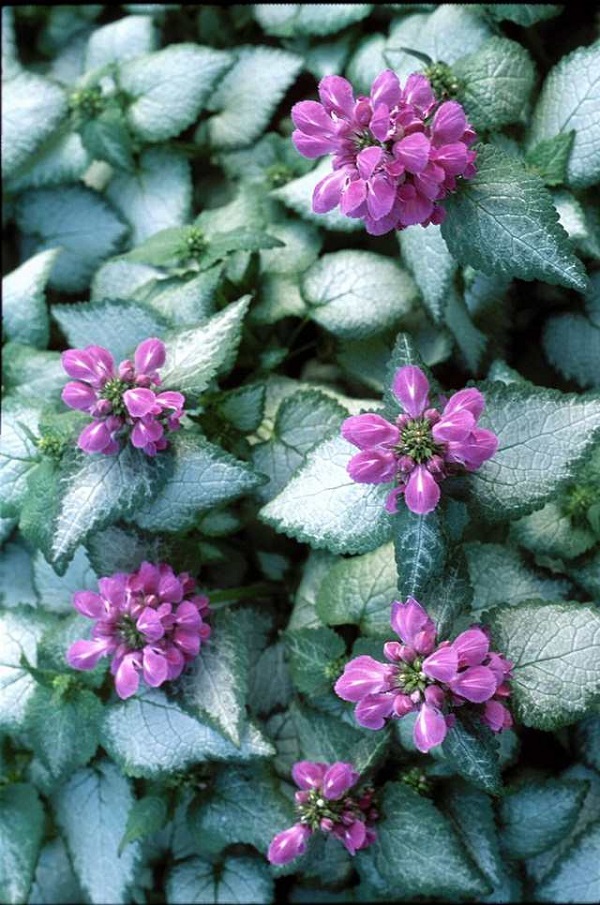 18 plantas cubresuelos con flor