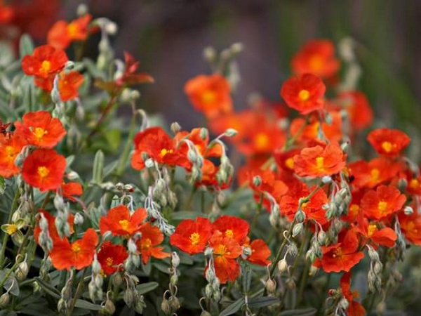 18-plantas-cubresuelos-con-flor-04