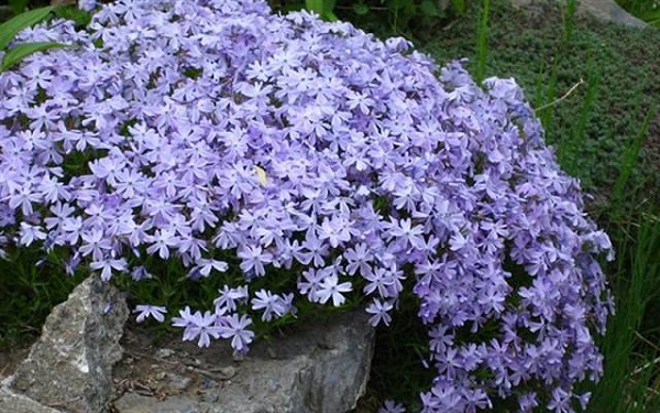 18-plantas-cubresuelos-con-flor-09