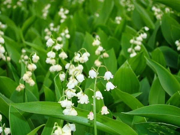 18-plantas-cubresuelos-con-flor-12