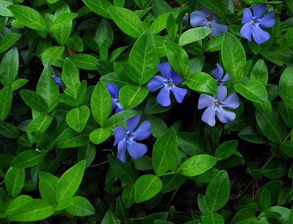 18-plantas-cubresuelos-con-flor-13