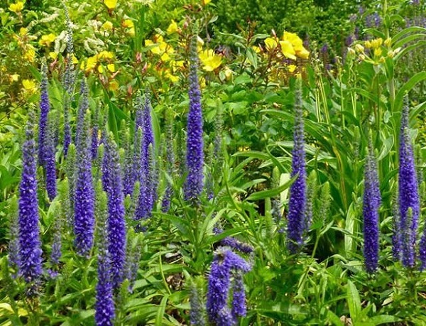 18-plantas-cubresuelos-con-flor-14