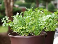 imagen Agrega cilantro a tu jardín de hierbas aromáticas