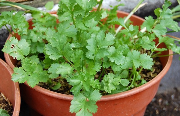 agrega-cilantro-a-tu-jardin-de-hierbas-domestico-02