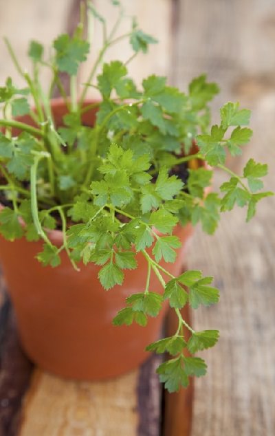 agrega-cilantro-a-tu-jardin-de-hierbas-domestico-03