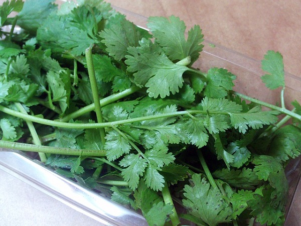 agrega-cilantro-a-tu-jardin-de-hierbas-domestico-04