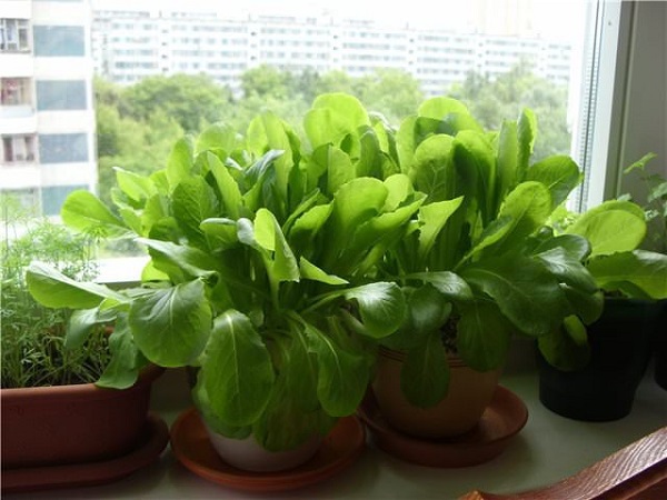 aprende-a-cultivar-espinacas-en-maceta-02