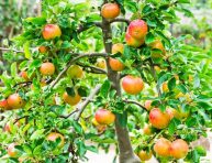 imagen Cómo cultivar un manzano en maceta