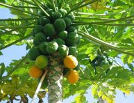 imagen Cómo cultivar papaya en tu jardín