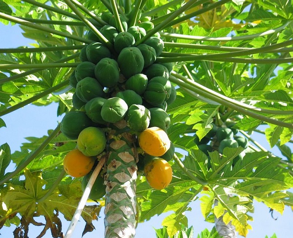 como-cultivar-un-papayo-en-tu-jardin-01