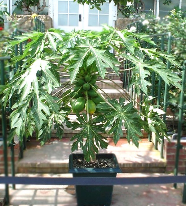 como-cultivar-un-papayo-en-tu-jardin-02
