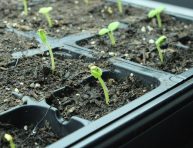 imagen Cómo preparar una instalación para cultivo de interior