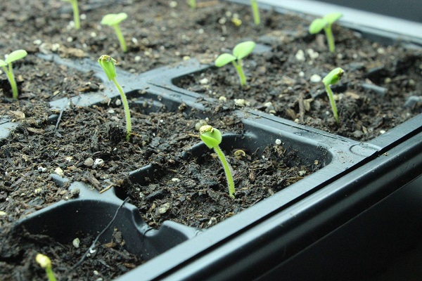 como-preparar-una-instalacion-para-cultivo-de-interior-01