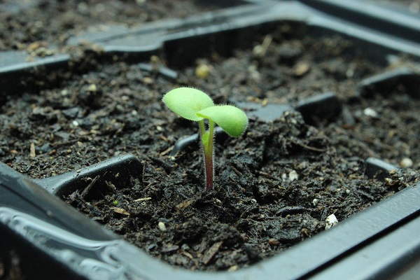 como-preparar-una-instalacion-para-cultivo-de-interior-11