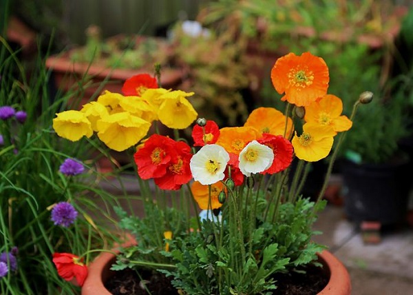 cultivar-amapolas-en-maceta-01