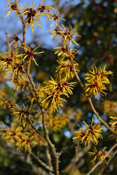 cultivo-del-hamamelis-01