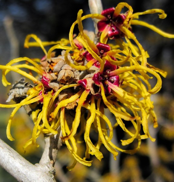 cultivo-del-hamamelis-02