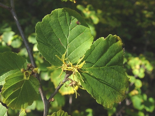 cultivo-del-hamamelis-03