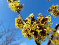 imagen Cultivo del hamamelis