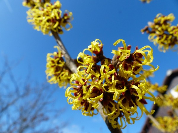 cultivo-del-hamamelis-04