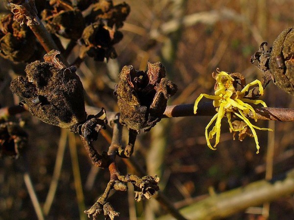 cultivo-del-hamamelis-05