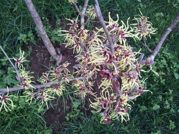 cultivo-del-hamamelis-07