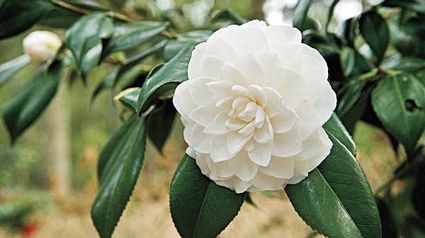 Guía de cultivo de la camelia