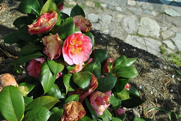 Guía de cultivo de la camelia