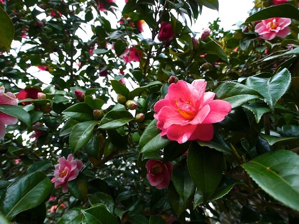 Guía de cultivo de la camelia