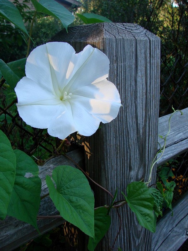 las-mejores-flores-para-cultivar-en-maceta-a-pleno-sol-04