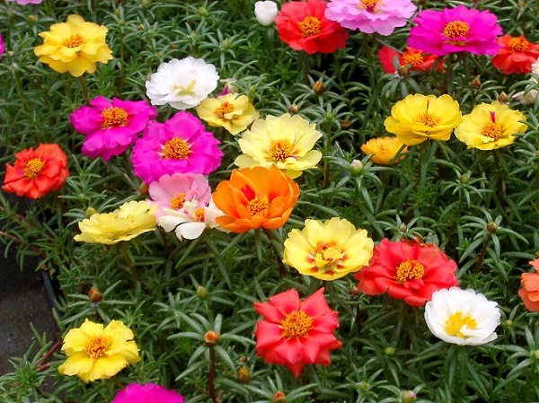 las-mejores-flores-para-cultivar-en-maceta-a-pleno-sol-06