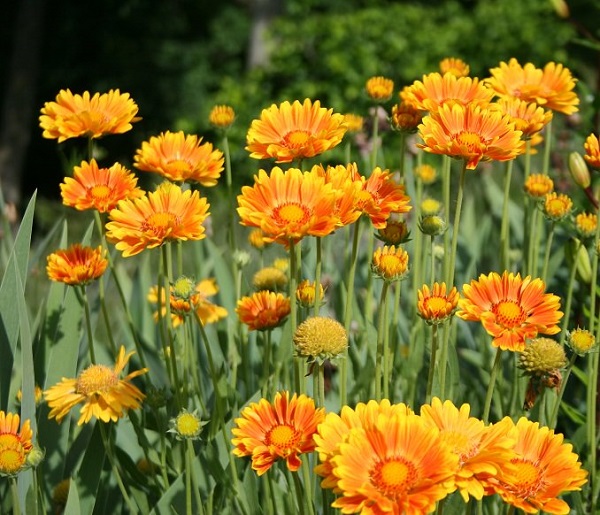 las-mejores-flores-para-cultivar-en-maceta-a-pleno-sol-07