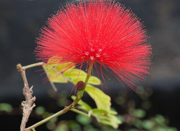 las-mejores-flores-para-cultivar-en-maceta-a-pleno-sol-08