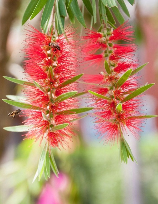 las-mejores-flores-para-cultivar-en-maceta-a-pleno-sol-12