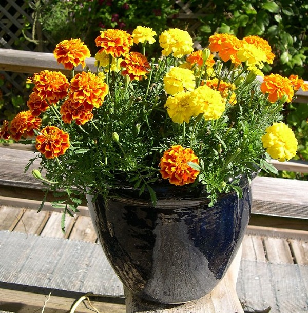 las-mejores-flores-para-cultivar-en-maceta-a-pleno-sol-13