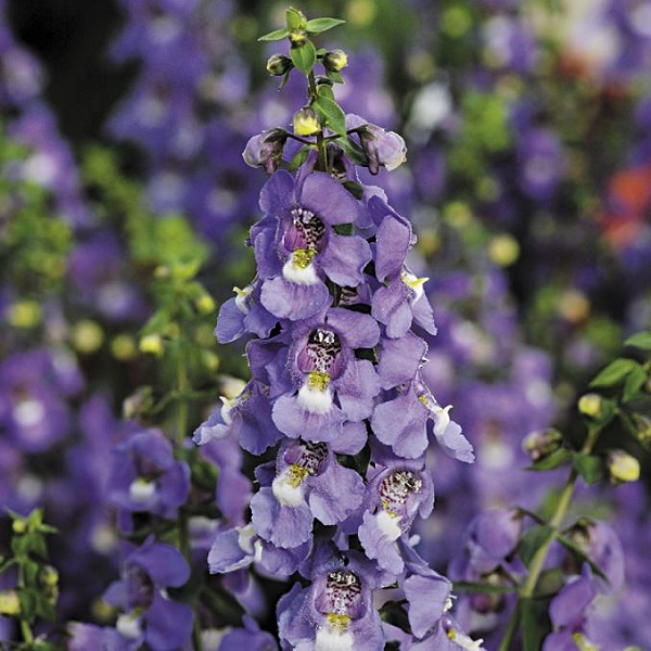 las-mejores-flores-para-cultivar-en-maceta-a-pleno-sol-14