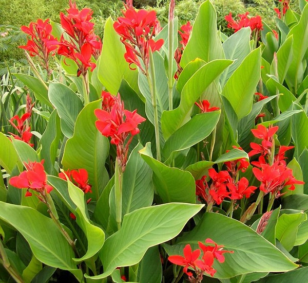 las-mejores-flores-para-cultivar-en-maceta-a-pleno-sol-16