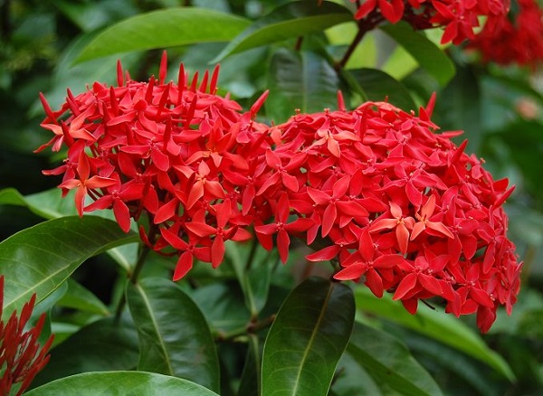 las-mejores-flores-para-cultivar-en-maceta-a-pleno-sol-19