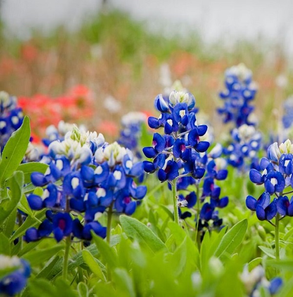 las-mejores-flores-para-cultivar-en-maceta-a-pleno-sol-22