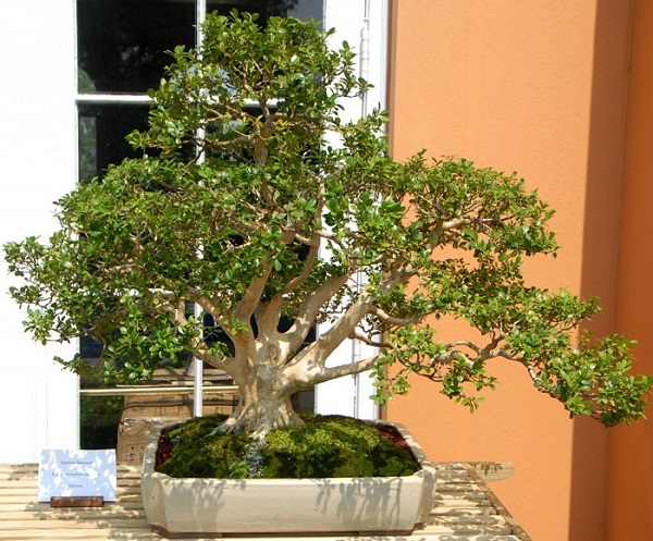 los-mejores-arboles-para-bonsais-06
