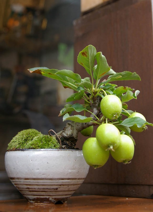 los-mejores-arboles-para-bonsais-17