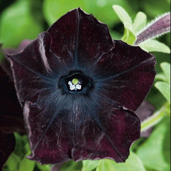 Personaliza tu jardín con plantas y flores negras
