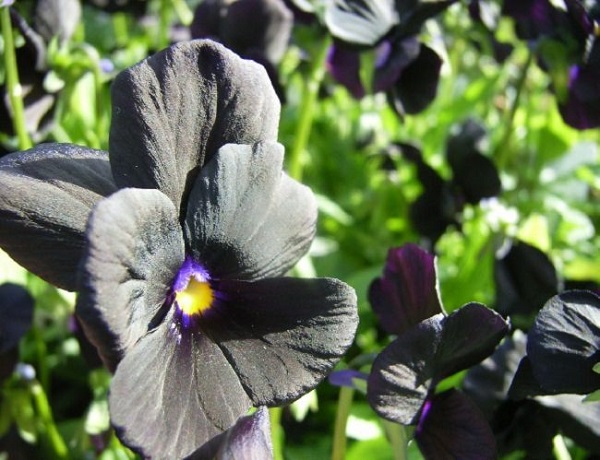 Personaliza tu jardín con plantas y flores negras