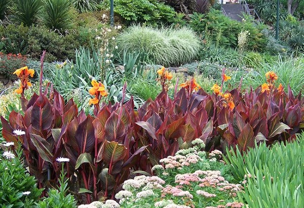 personaliza-tu-jardin-con-plantas-y-flores-negras-14