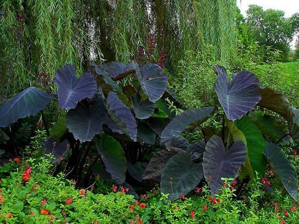 personaliza-tu-jardin-con-plantas-y-flores-negras-16