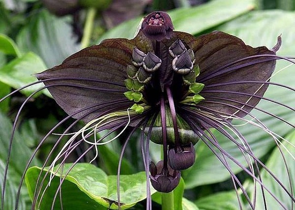 personaliza-tu-jardin-con-plantas-y-flores-negras-20