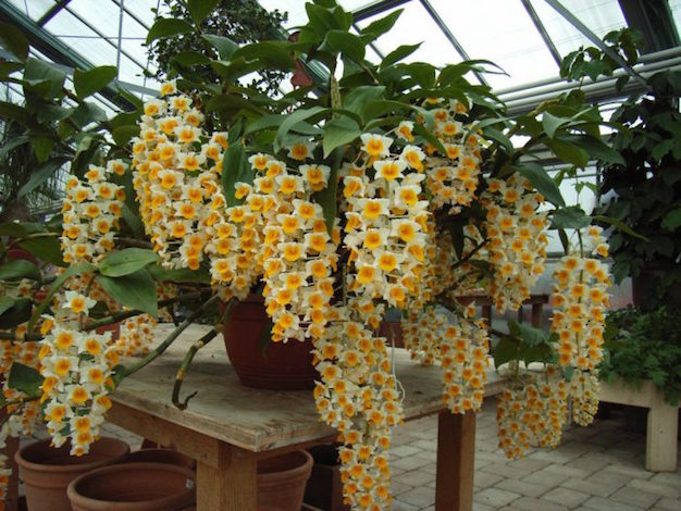 Dendrobium-thyrsiflorum-7