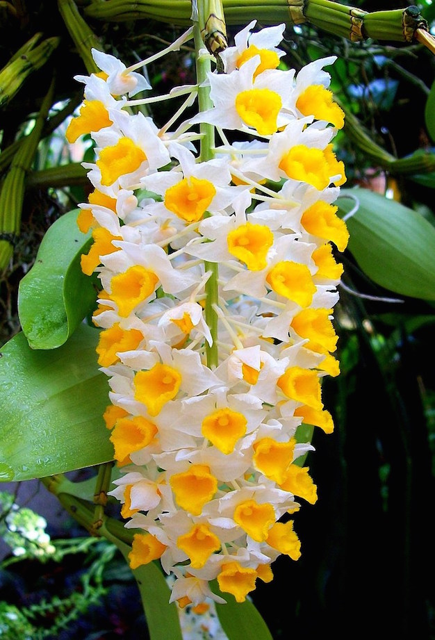 Dendrobium thyrsiflorum