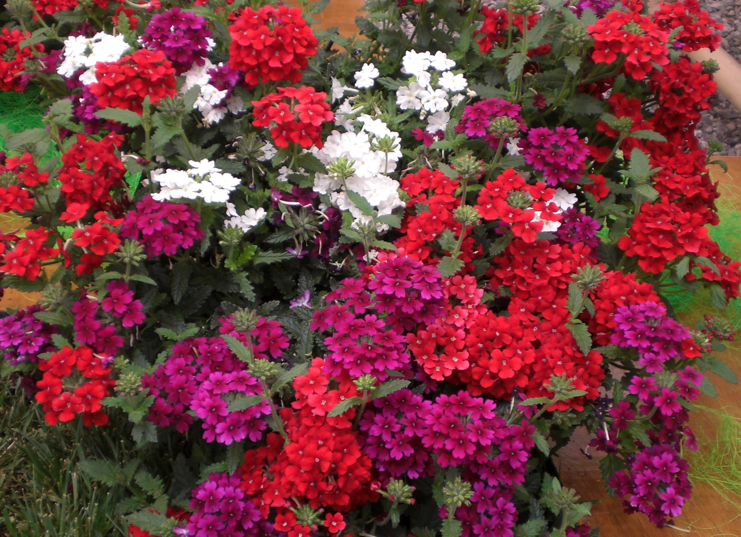 caracteristicas-y-cultivo-de-la-verbena-03