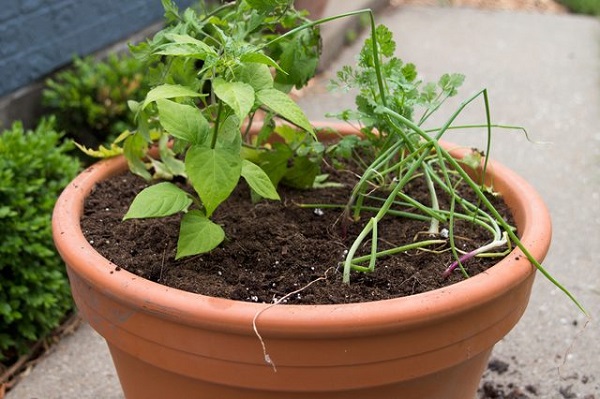 como-plantar-un-jardin-de-salsa-10